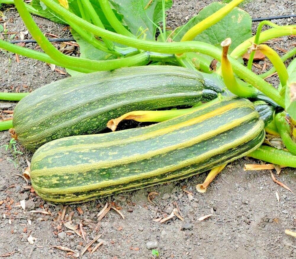 36+COCOZELLE ZUCCHINI Seeds Organic Heirloom Summer Vegetable Garden Container