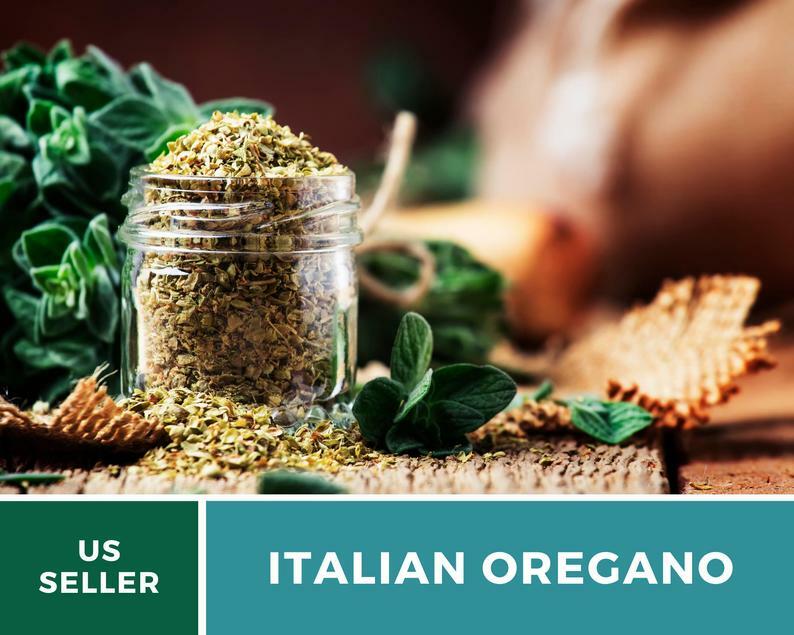 Oregano, Italian – 200 Seeds – Medicinal & Culinary Herb – Heirloom