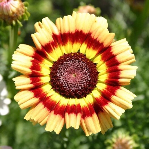 50pcs Painted Mix Daisy Flower Seeds Non GMO Heirloom Pink Indian Blanket Colors