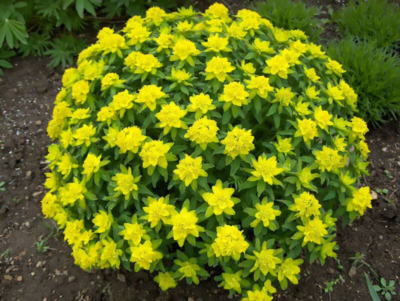 Cushion Spurge, Euphorbia polychroma, Perennial Seeds
