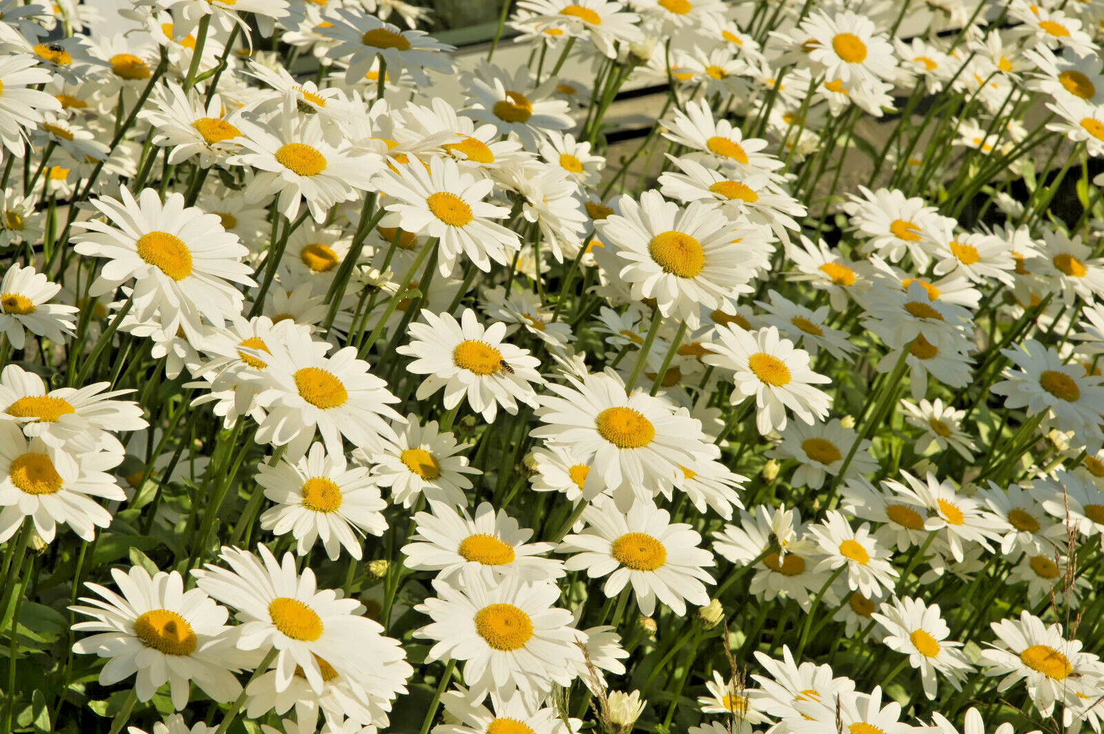 ROMAN CHAMOMILE 100 SEEDS, HERB, SLEEP, CALMING, HEALING, CHAMAEMELUM NOBILE