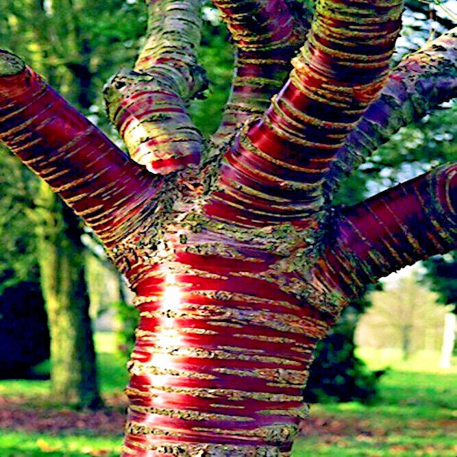 Tibetan Paper Birchbark Cherry Tree Seeds Prunus serrula Hardy Shiny Bark Plant