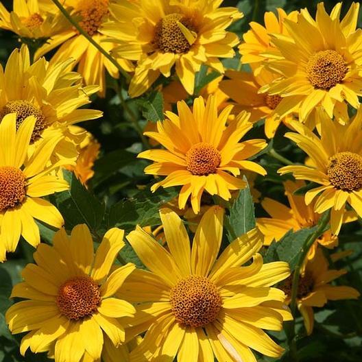 Wildflower Mix NATIVE ALL PERENNIAL Butterflies BEES Heirloom Non-GMO 500 Seeds!