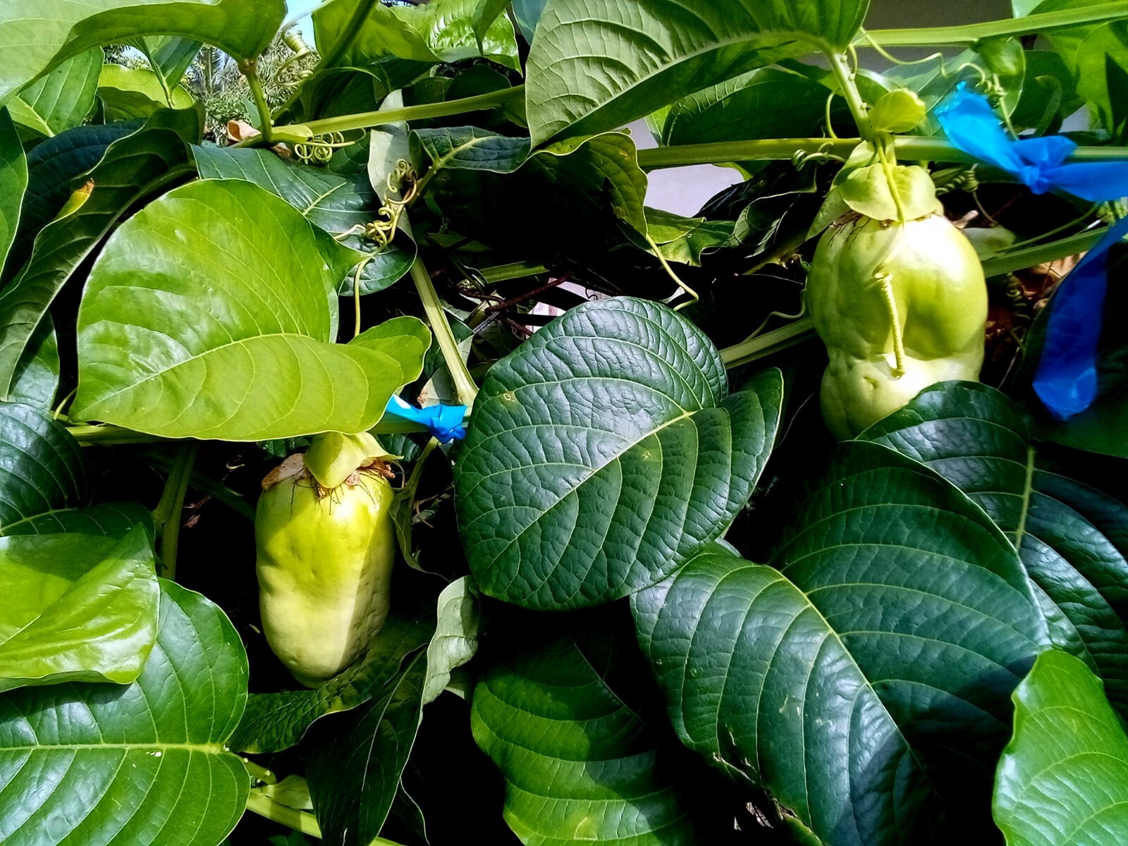 10 GIANT GRANADILLA SEEDS Passiflora quadrangularis Passionfruit Flower Plant