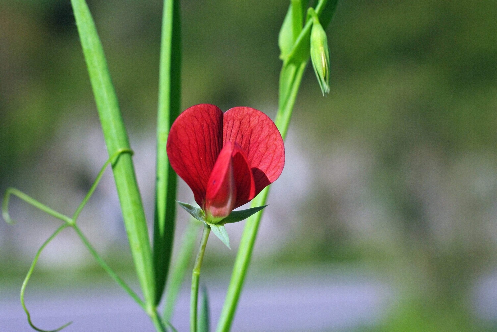 50 ASPARAGUS PEA Winged Pea Lotus Tetragonolobus Red Flower Vegetable Seeds
