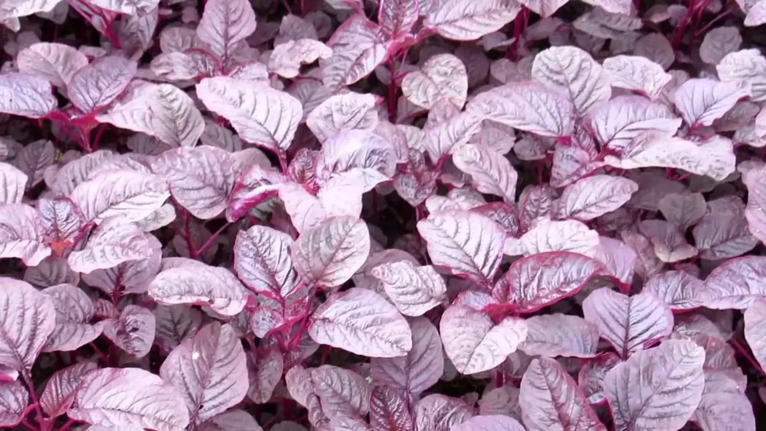 Red Amaranth Seeds – Lal Shak (লাল শাক) – High‑Quality Seeds for Planting