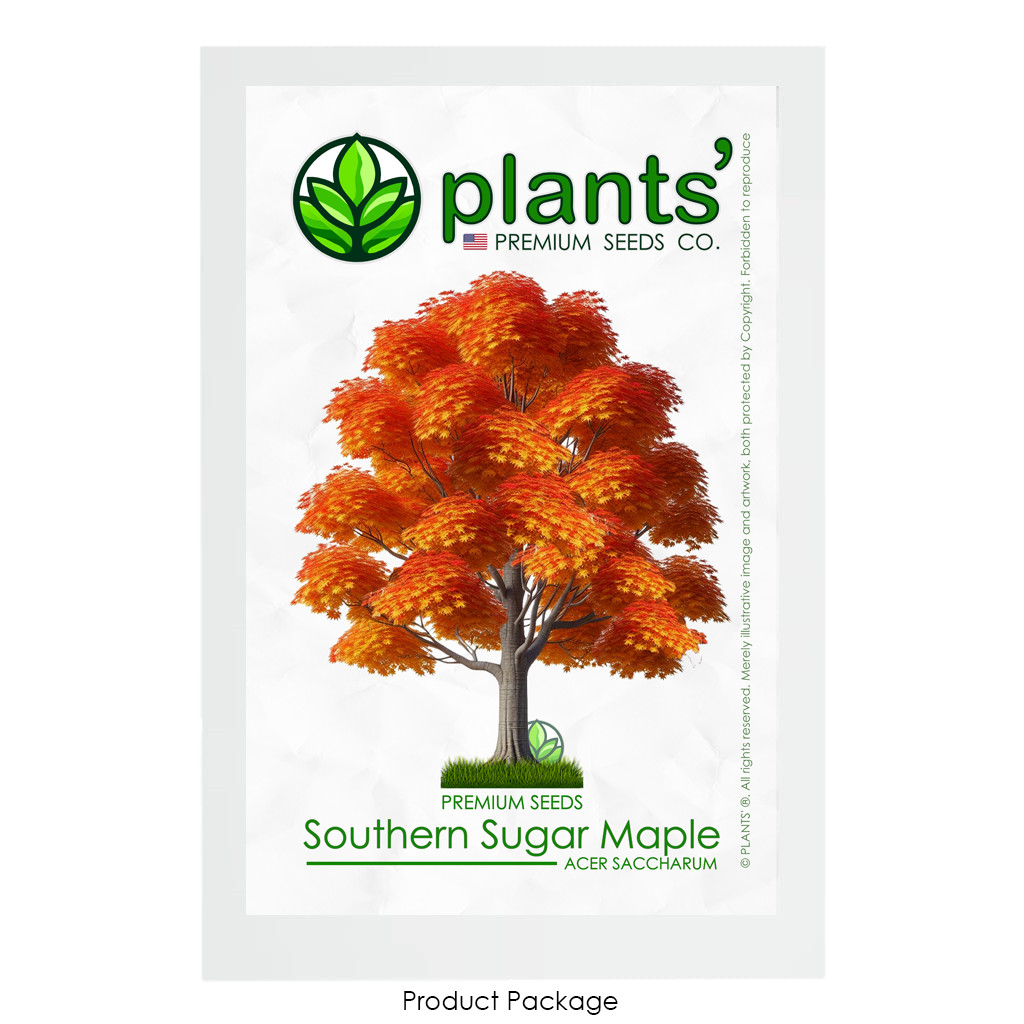 Southern Sugar Maple Tree | Premium Seeds | Acer saccharum ‘Fall’ | Plants’®
