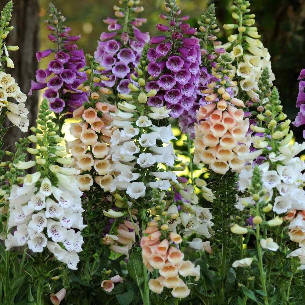 1000+ SEEDS Foxglove Mixed Colors | Biennial Flower