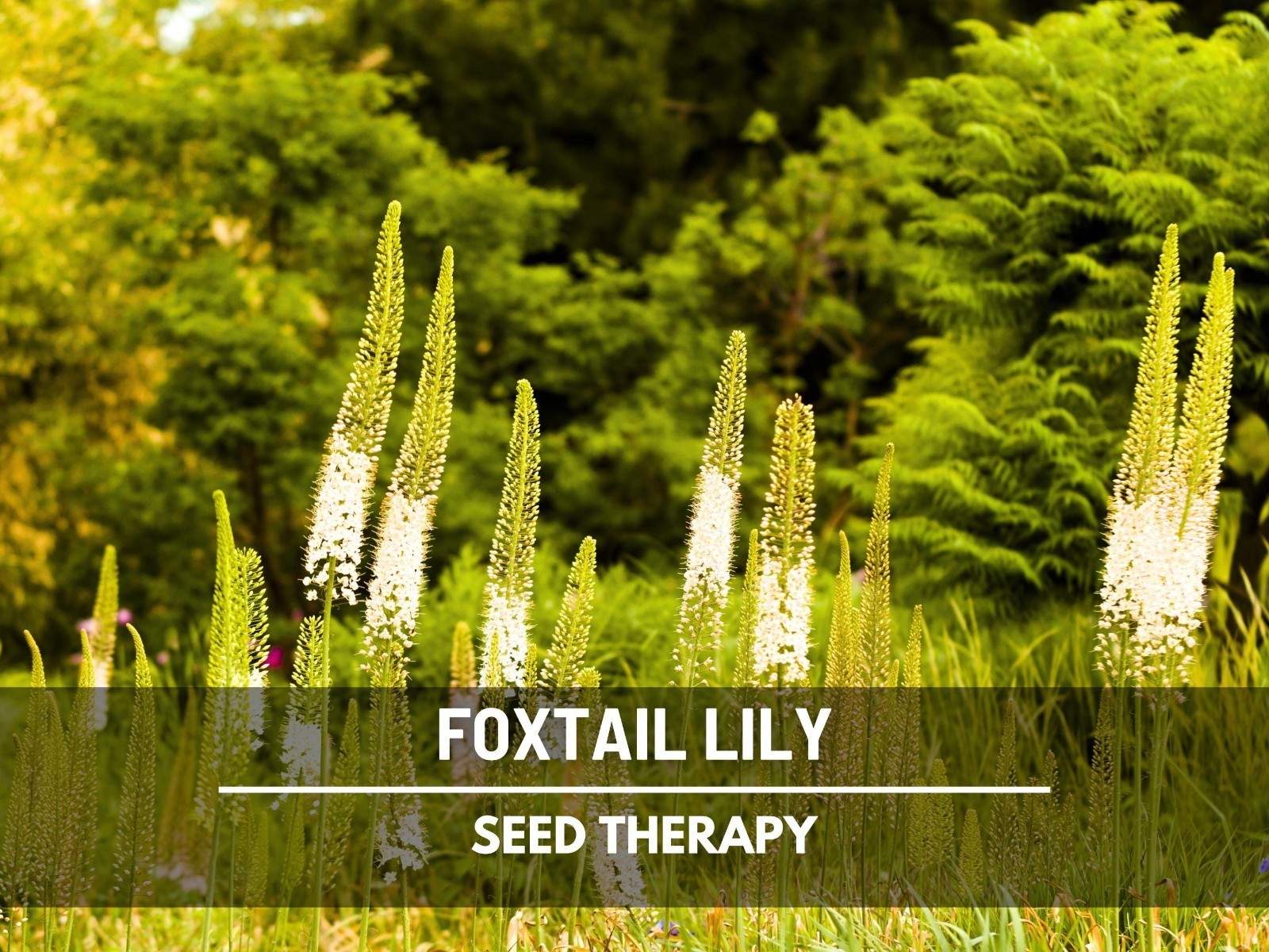 Foxtail Lily Seeds – Desert Candle, Evergreen Perennial, Towering Flowers