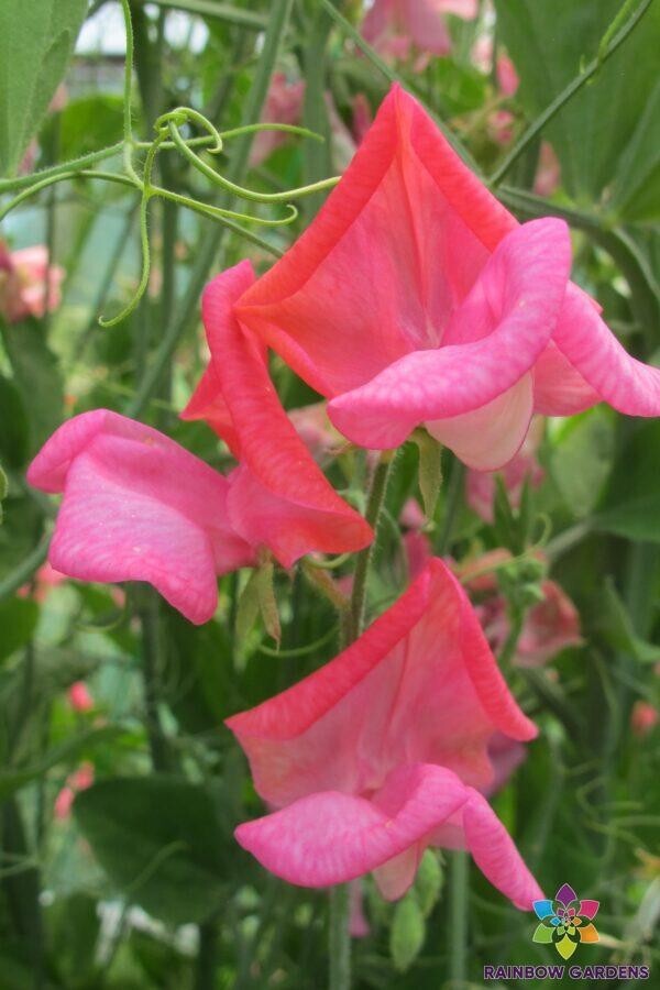 50+ Miss Willmott Sweet Pea Seeds for Garden Planting – USA – FREE SHIPPING!