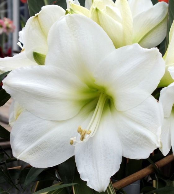 2 White Amaryllis BULBS **Multiple blooms per bulb