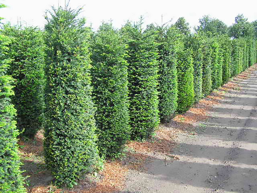 English Yew, Taxus baccata, Tree Seeds (Evergreen, Topiary, Bonsai)