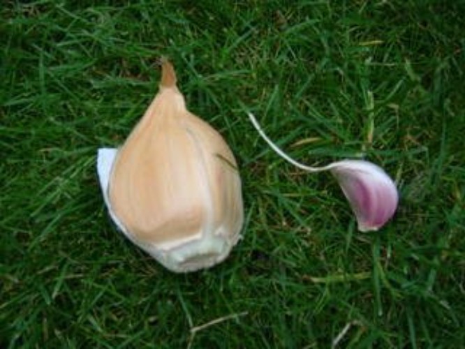 Elephant Garlic Bulbs for Fall Planting in Size 3 Ounces and Color Natural wi…