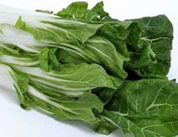 SWISS CHARD SEEDS, LARGE WHITE RIBBED, HEIRLOOM, 500 SEEDS, NON GMO