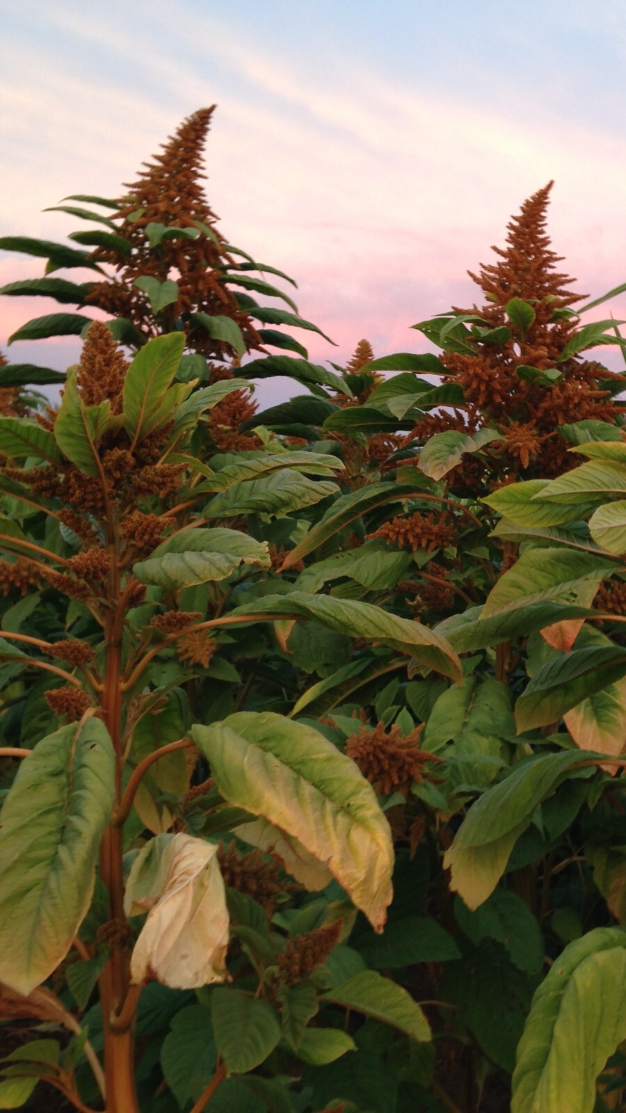 Amaranth Seeds ORANGE CHINESE GIANT – HUGE PLANTS, ORGANIC, GROWS TALL, NON-GMO