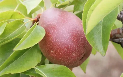 25+ Seckel Pear Seeds for Garden Planting – USA – FREE SHIPPING!