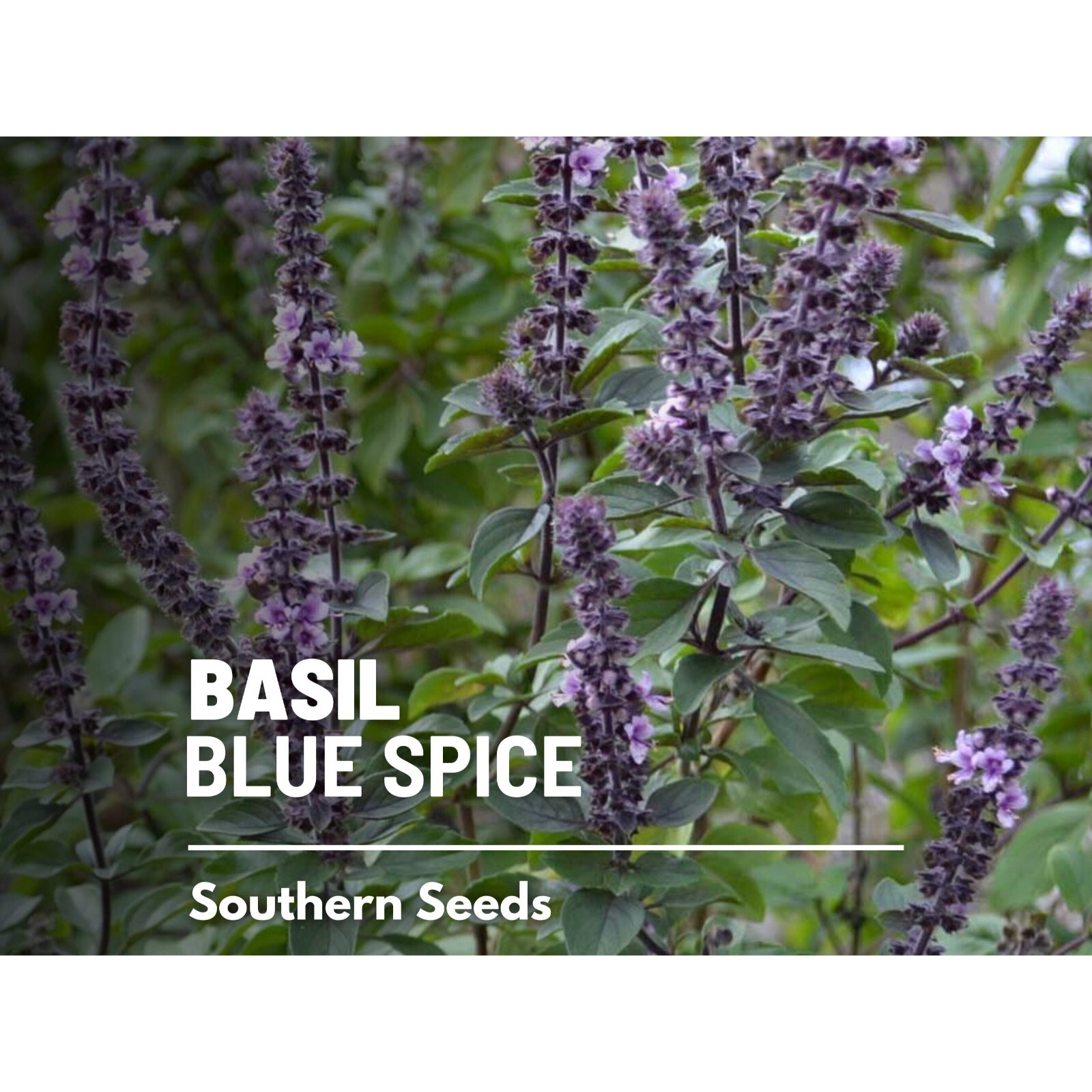 Basil, Blue Spice – 100 Seeds, Heirloom Herb (Ocimum basilicum)