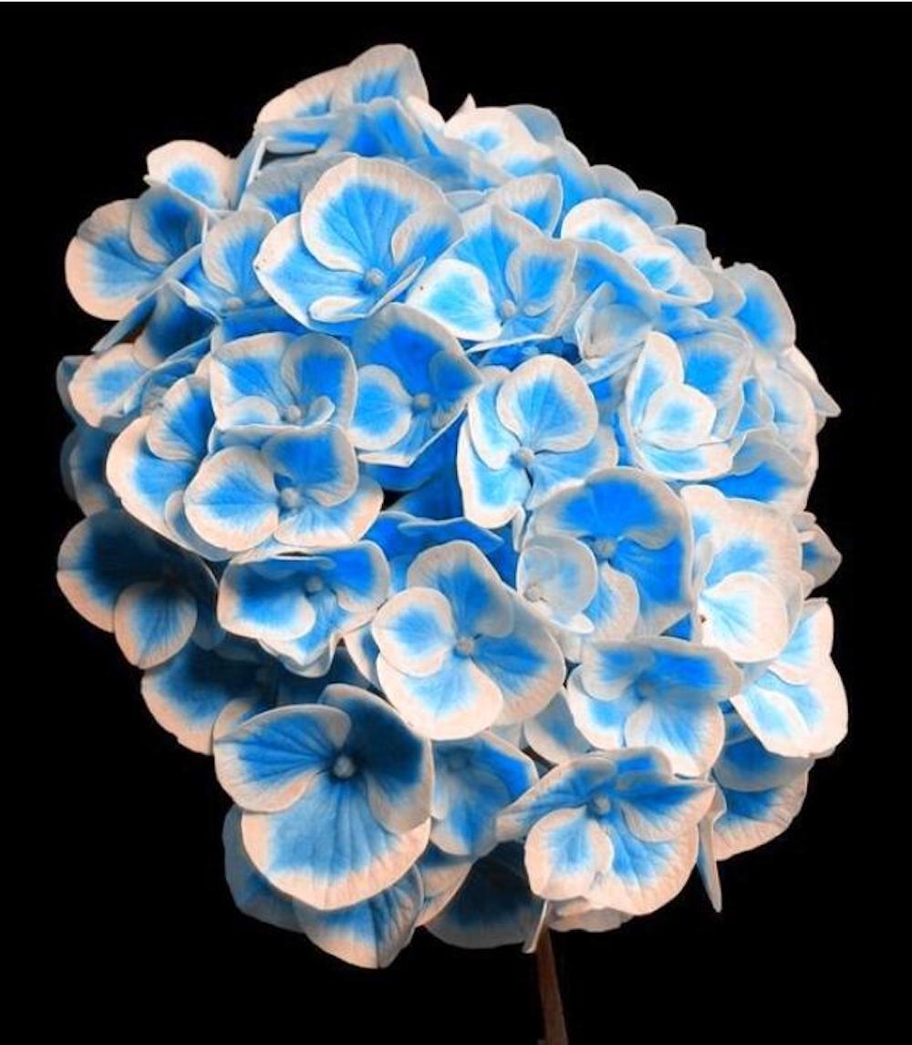 20 EXOTIC RARE HYDRANGEA SEEDS for garden bloom flower bed plant bush USA SELLER