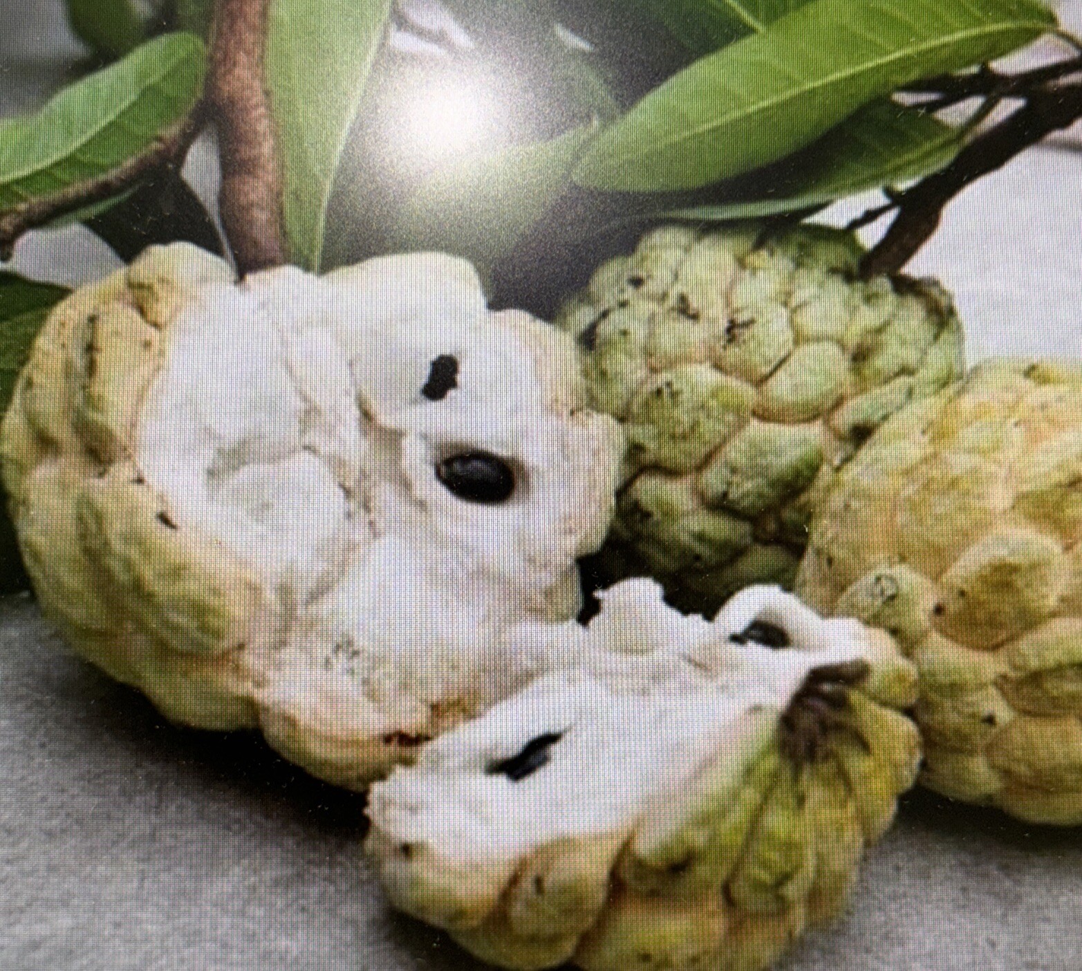 Sugar Apple Annona Squamosa Fruit 10 Seeds Air Dried And Sanitized For Growing