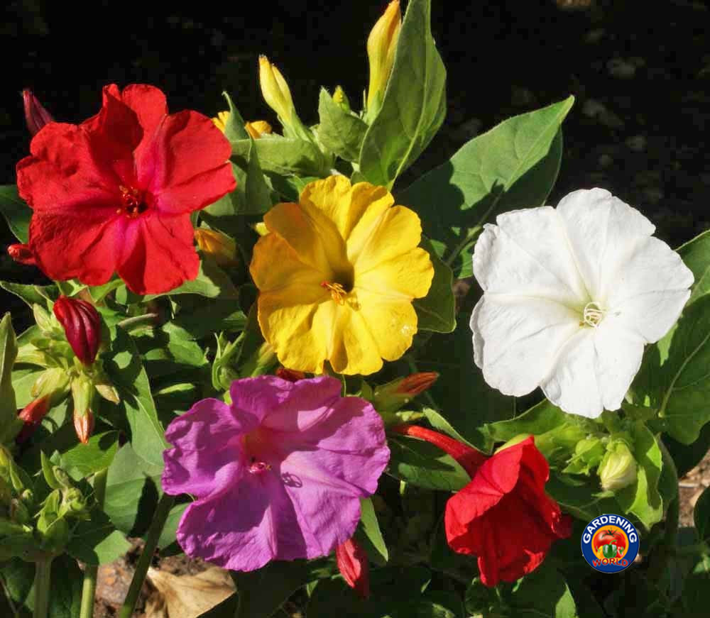 100 Four O’Clock Formula Mix Flower Seeds Mirabilis jalapa