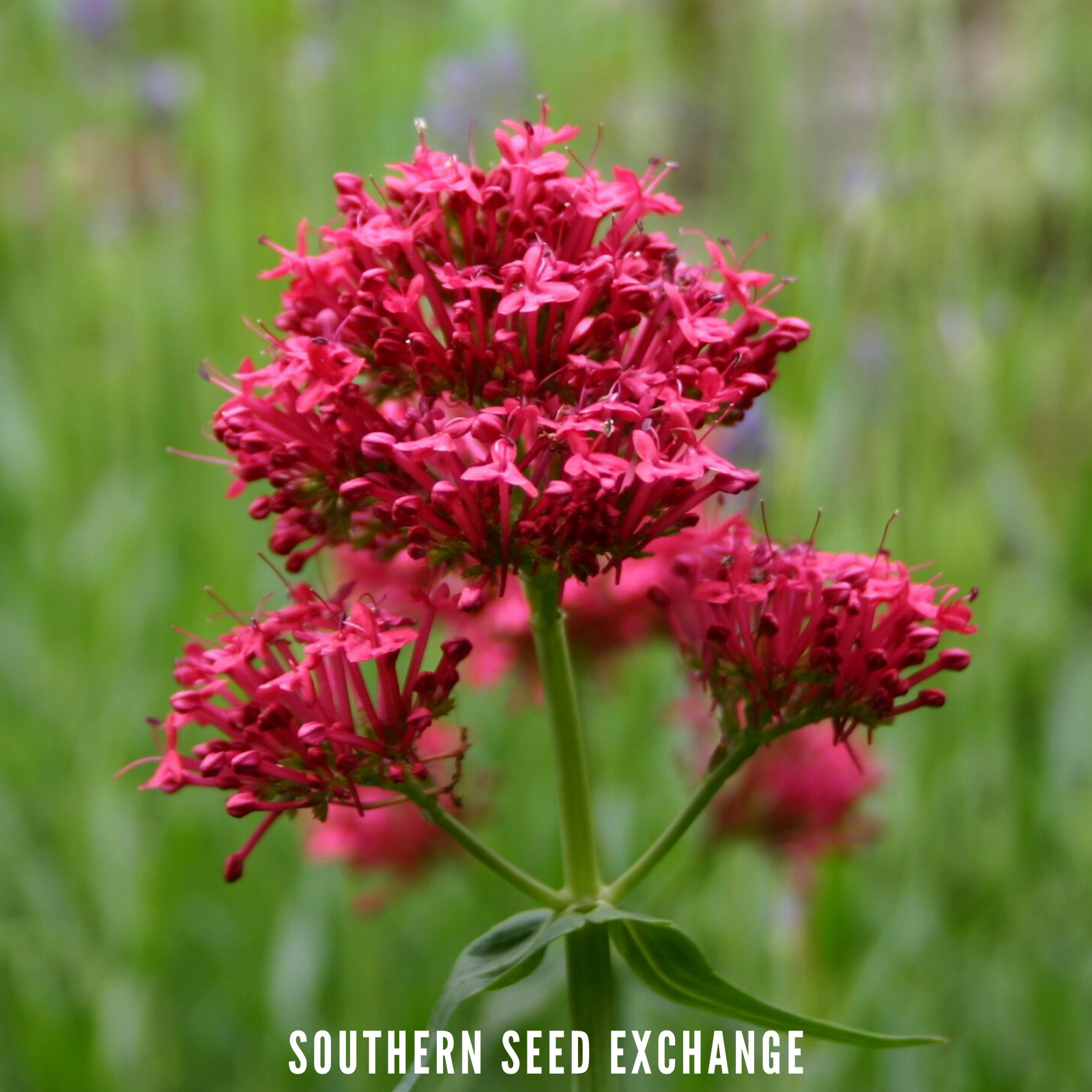 Jupiter’s Beard – Red Valerian (Centranthus Ruber) – Bee Friendly – 50+ seeds