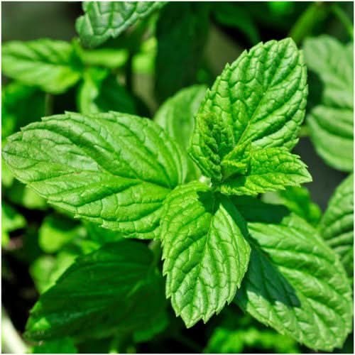 Spearmint Herb Seeds For Planting (Mentha spicata)