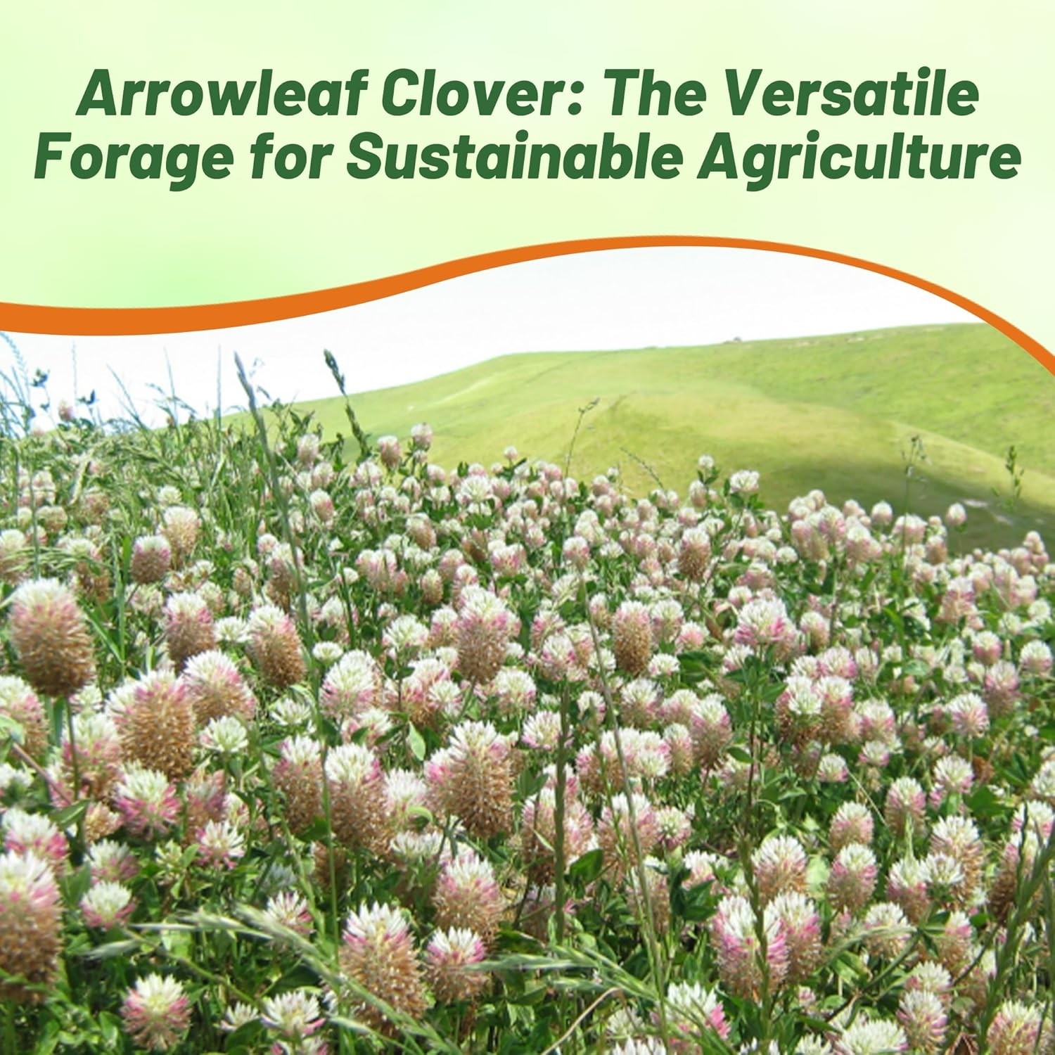10 LBS – Inoculated Arrowleaf Clover Seeds – Trifolium Vesiculusom