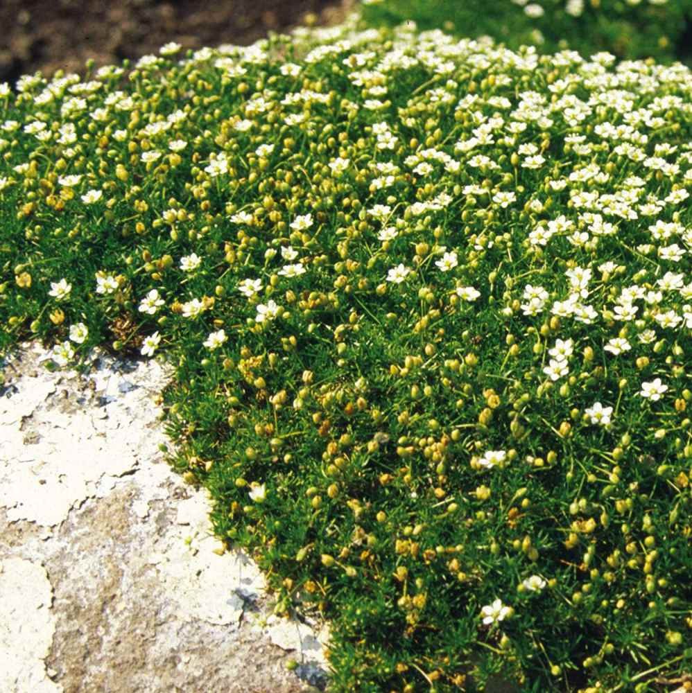 5000 Seeds Irish Moss Seeds For Planting Outdoors | Low Maintenance Ground