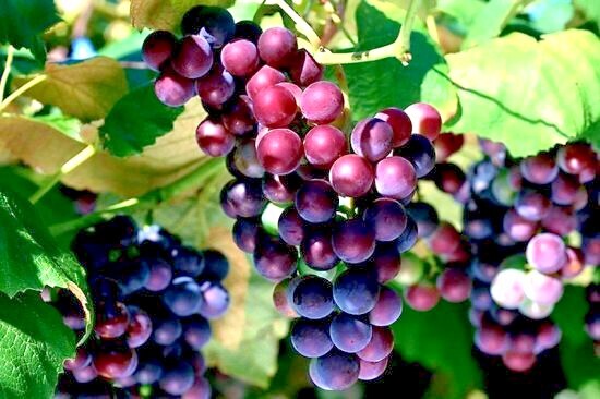 20 WINE GRAPE SEEDS (Vitis vinifera) Vine Tree Fast Hardy Garden Fruit Plant