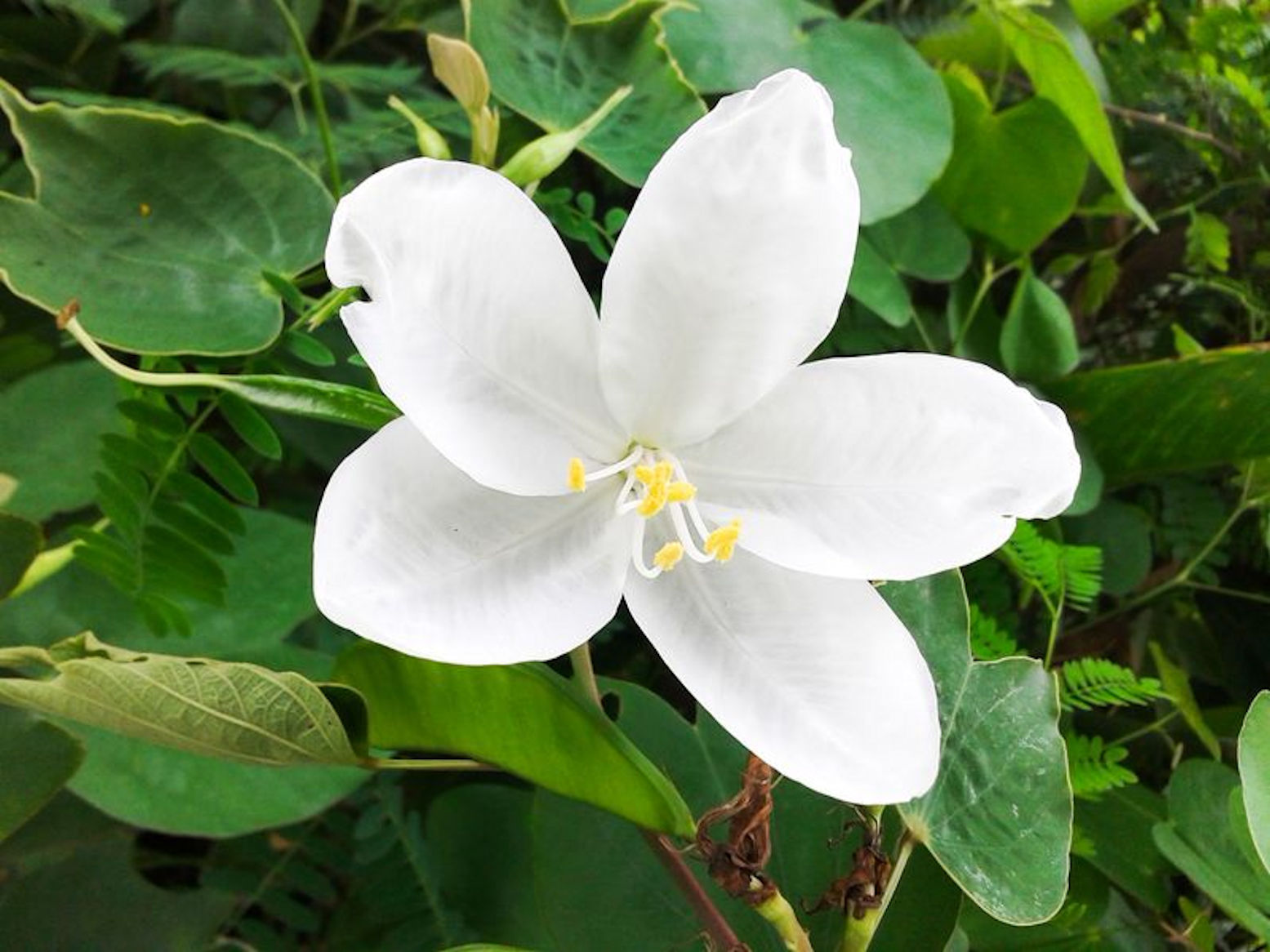 Bauhinia racemosa Bidi Leaf Tree Seeds fragrant blooms small tropical
