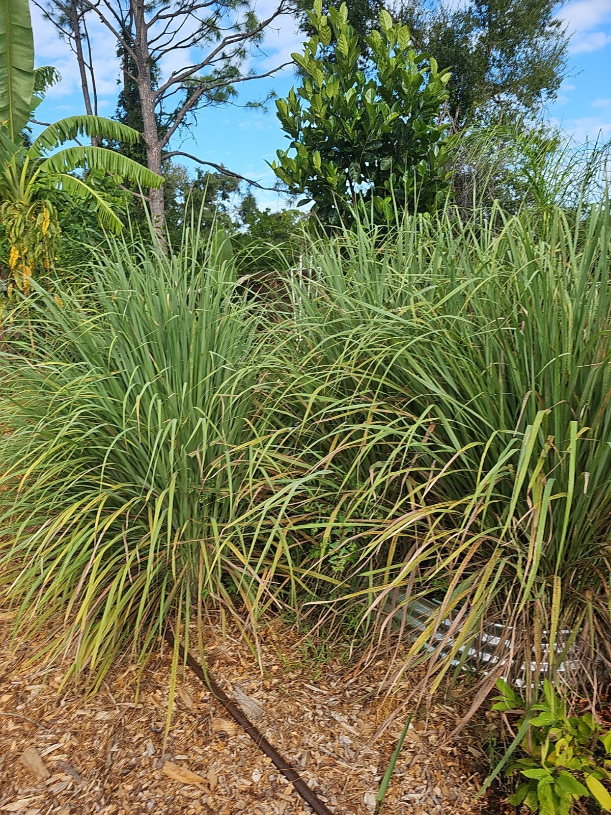 5 Lemongrass Stalks Plugs Live Cymbopogon Plant Healthy Herb Lemon Grass Organic