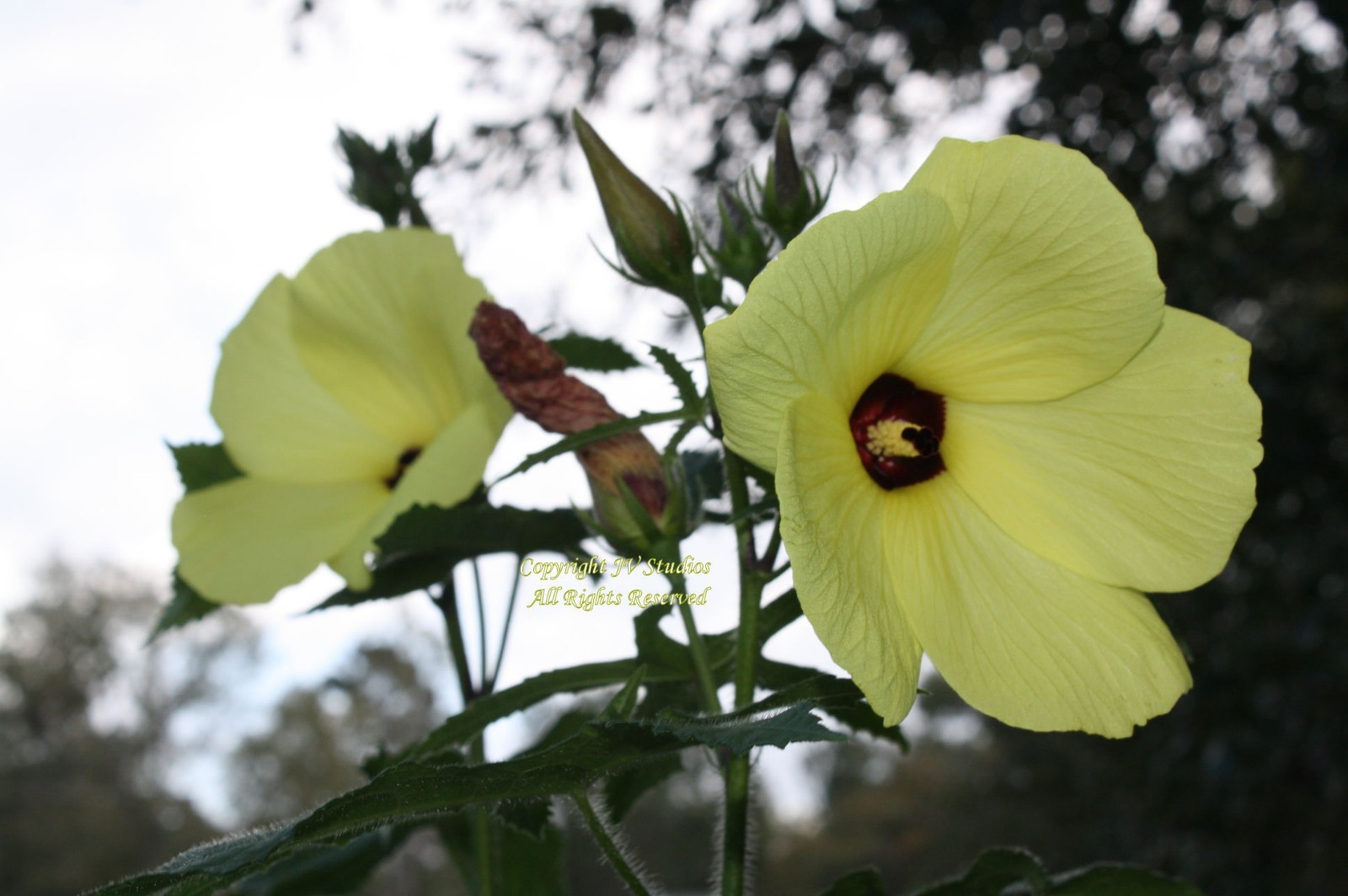 Abelmoschus manihot Sunset Hibiscus 20 Seeds any Soil