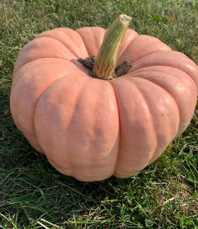 Porcelain Doll Pink Pumpkin 10 Pumpkin Seeds:Organic non-GMO