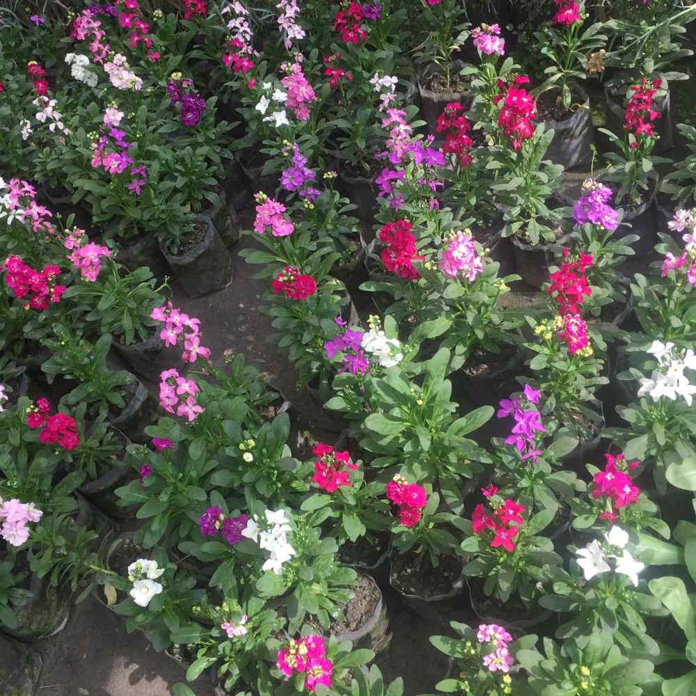 2000 Seeds Stock Seeds – Stock Ten Week Mixed Flower Seed