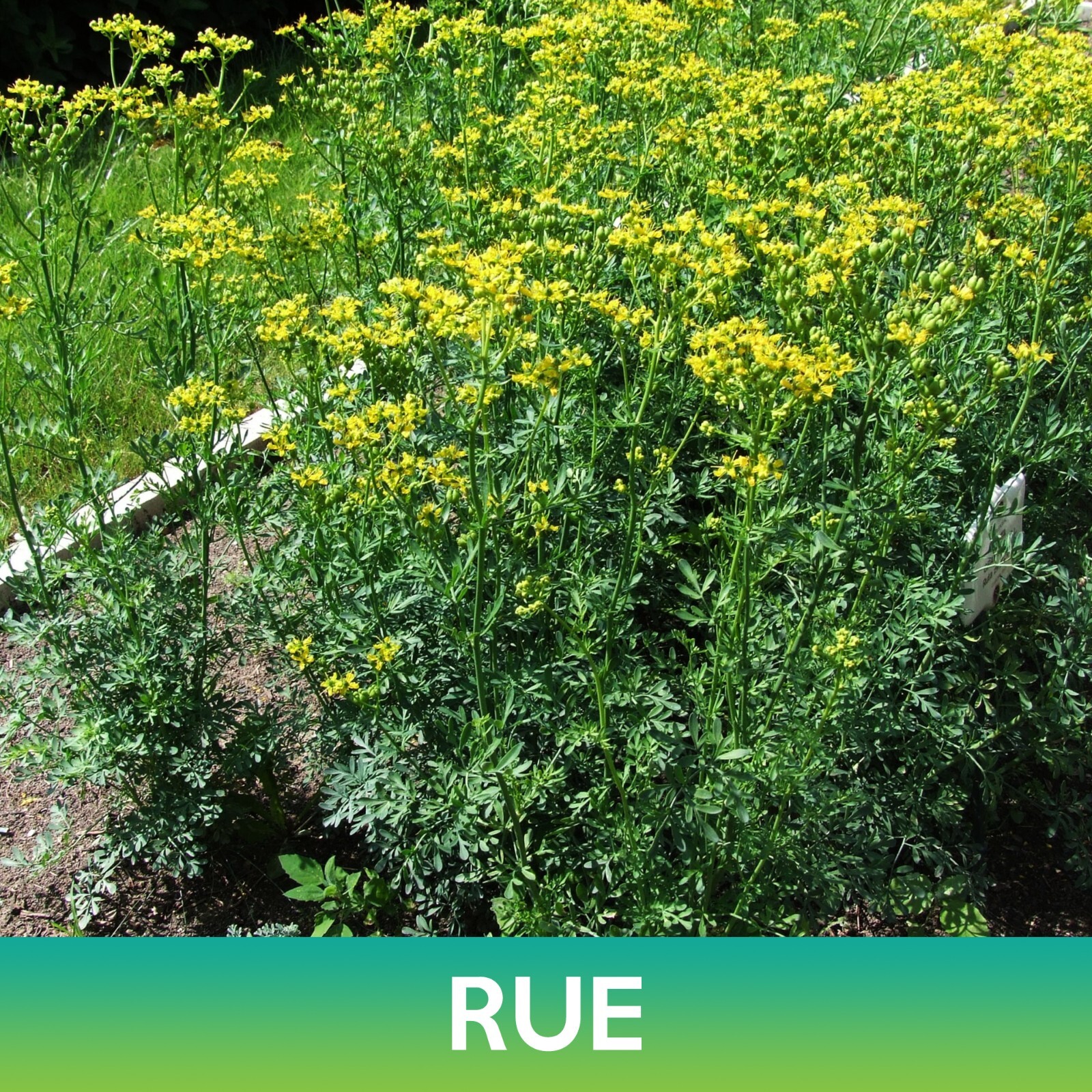 Rue Seeds, Ruta graveolens