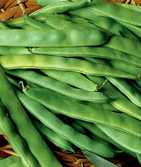 150 Bean Seeds, Roma II, Heirloom Bean, Italian Green Beans, Non-Gmo, Tasty
