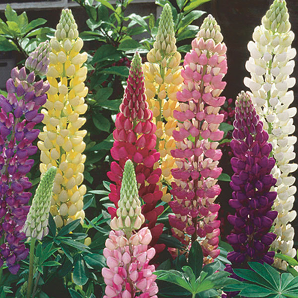 Lupinus polyphyllus Russell Mix PERENNIAL LUPINE Mixed Colors! Seeds!