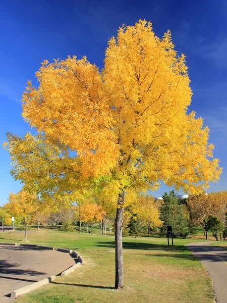 Green Ash tree seeds 15