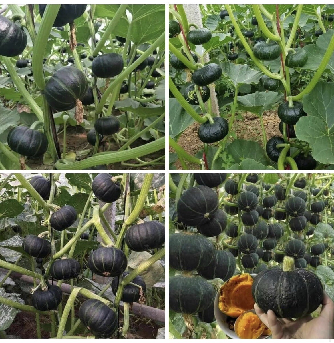 10+ Seeds Bí Đỏ Nhật F1 SHICHI Super High + 20 Seed Kabocha Japanese Pumpkin USA
