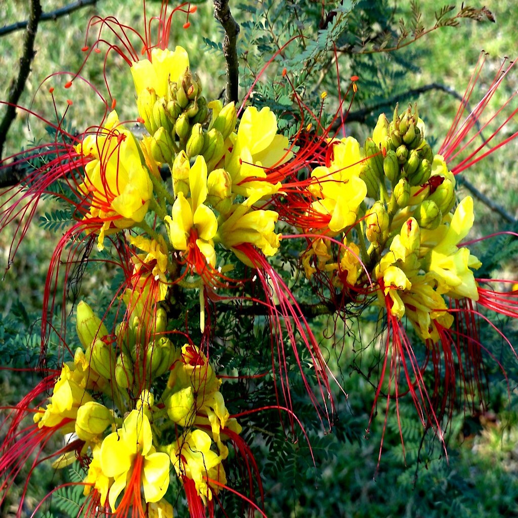 MEXICAN DESERT YELLOW BIRD OF PARADISE SHRUB FLOWER TREE SEEDS (C. Gilliesii)