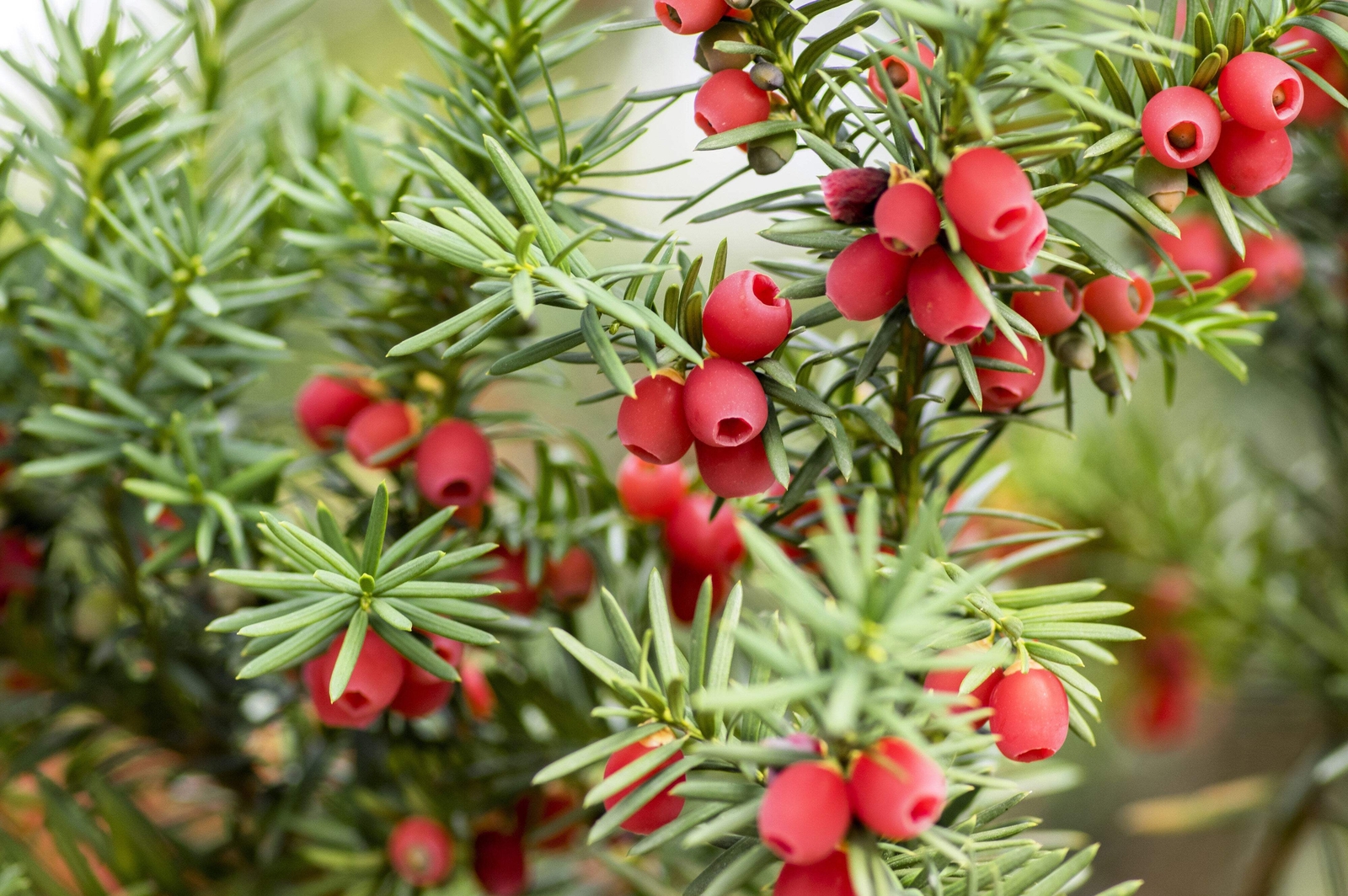10 ENGLISH YEW Taxus Baccata Tree Shrub Conifer Sun or Shade Red Ornamental Berr