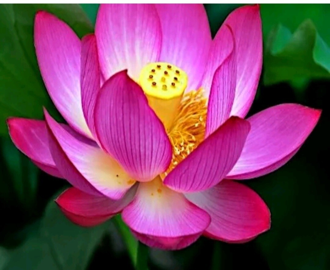 25 Sacred Lotus Flower Seeds Nelumbo Nucifera Edible Aquatic Water Lily