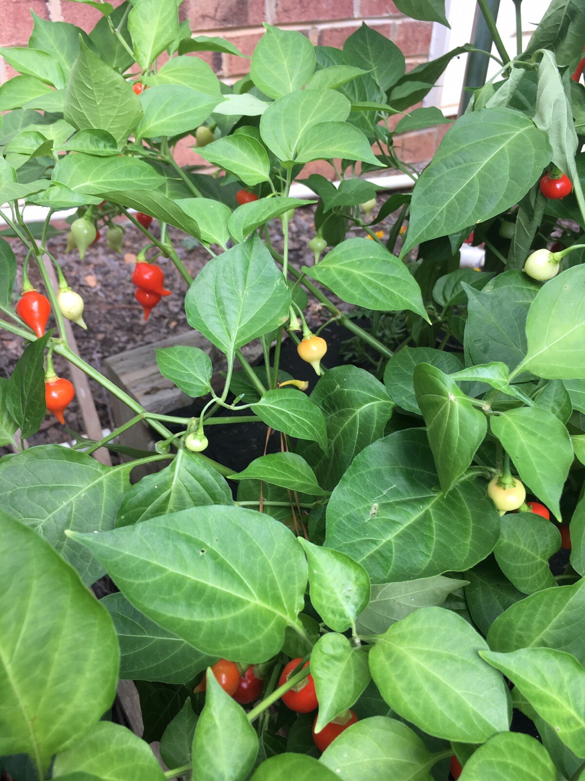 Sweety Drops Pepper Seeds Biquinho Petit Poivrons Qty 15+ (RED) Free Shipping