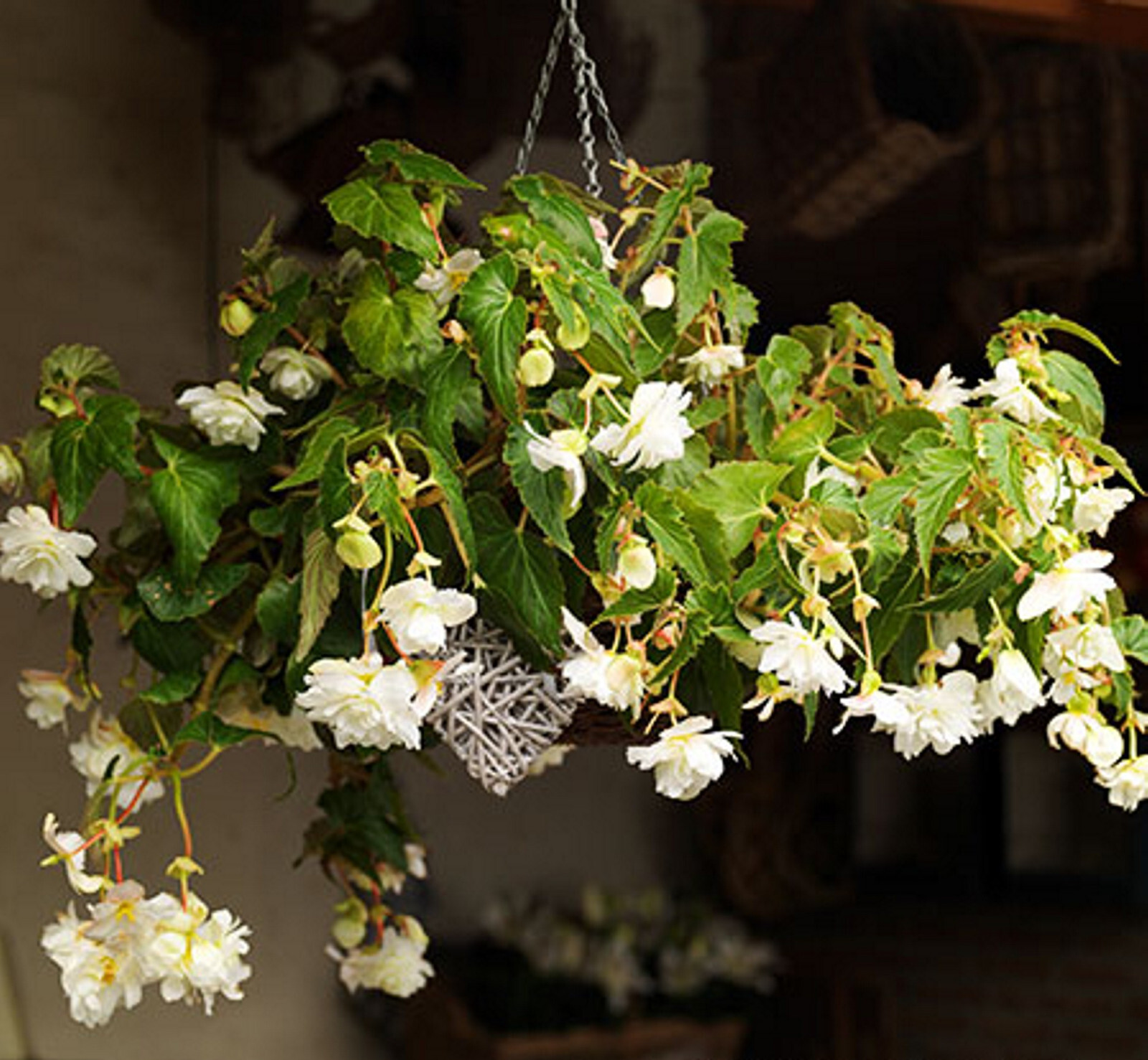 White Hanging Basket Begonias Flowers 1- Bulb 14+ CM