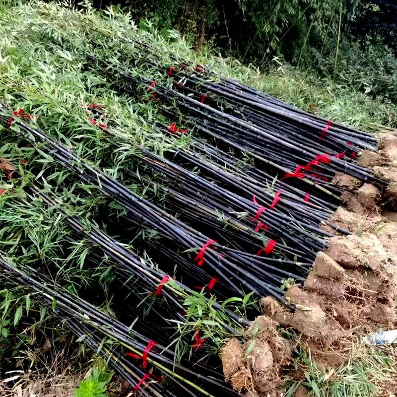 100 + Black bamboo seeds – Phyllostachys nigra. USA seller.