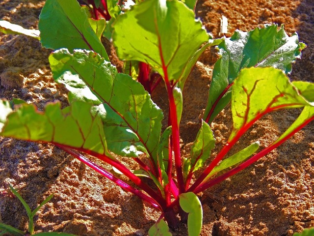 Ruby Queen Beet Seeds, NON-GMO, Mild Buttery Beet, Heirloom, FREE SHIPPING