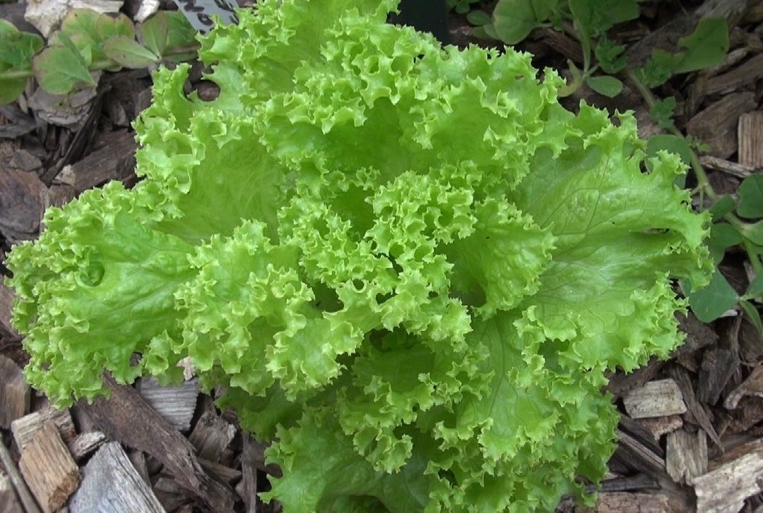 2g Fresh | NON-GMO | Grand Rapids Leaf Premium Lettuce Seeds-B 39