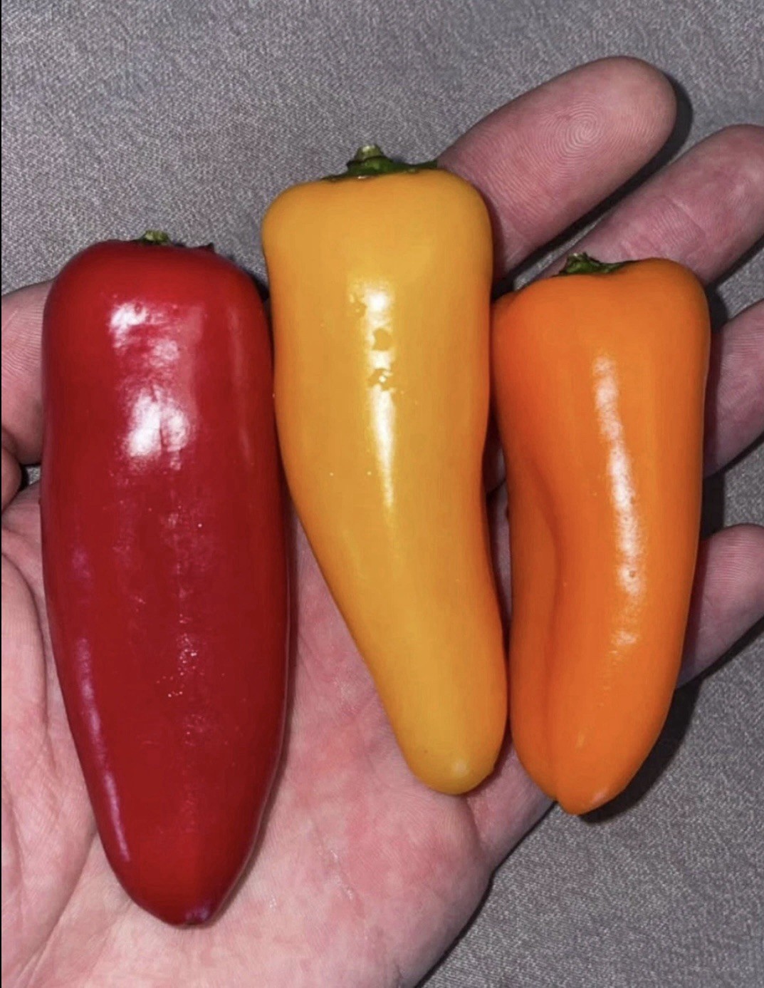 SNACK PEPPERS! MIX OF [YELLOW, ORANGE & RED] PACK OF 25+ SEEDS