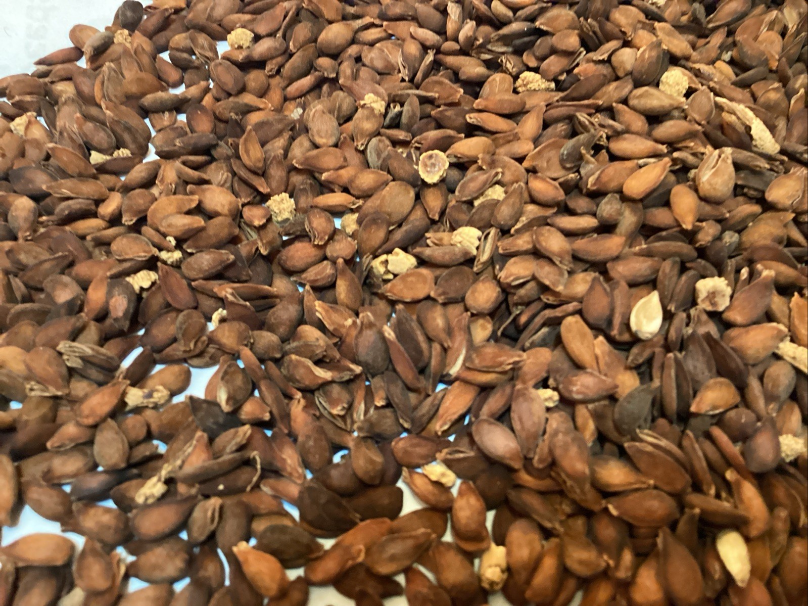 Bartlett Pear Tree Seeds (PYRUS COMMUNIS BARTLETT)