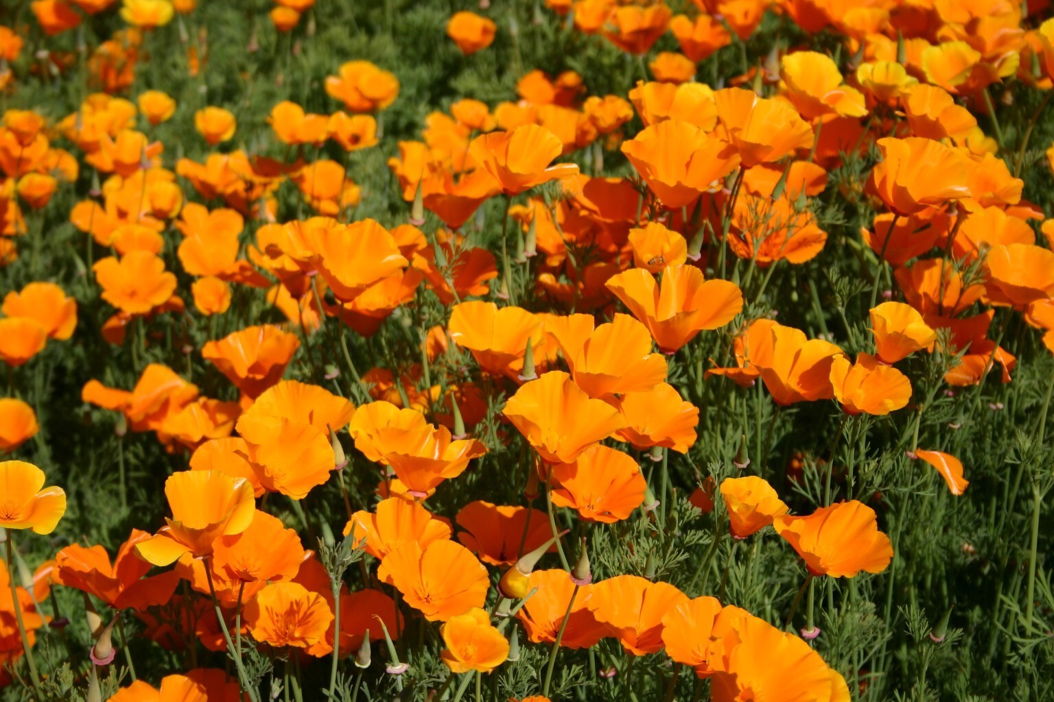 Poppy — California Orange ————————- 1000+ Seeds